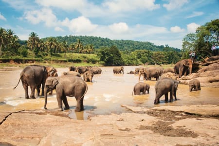 Elephant Freedom Project, Pinnawala
